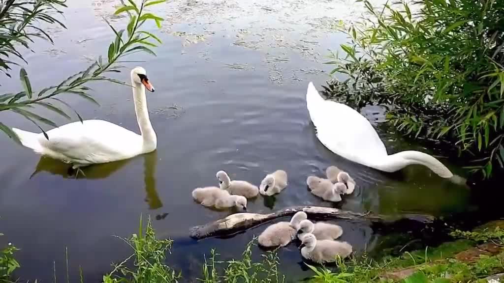 A family of swans are playing in the river