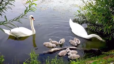 A family of swans are playing in the river