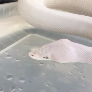 white snake drink water in my house