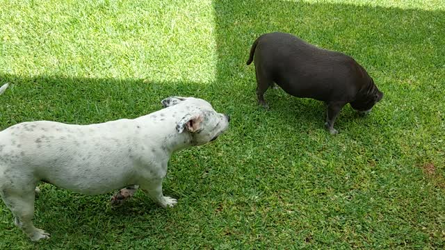 tp and chevy