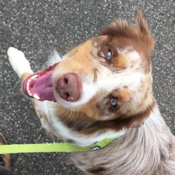 Adorable pup smiles while walking with his human