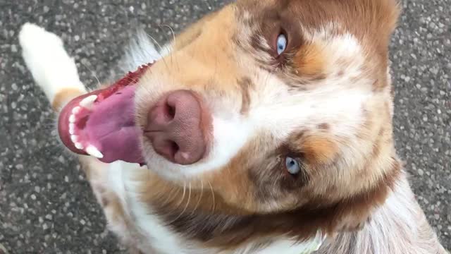 Adorable pup smiles while walking with his human