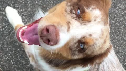 Adorable pup smiles while walking with his human