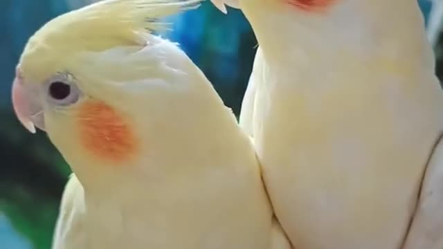 Aww funny parrots baby cute compilation ESP3 😊🐦🌾parrot talking🍁🍃bird chines tiktoks video