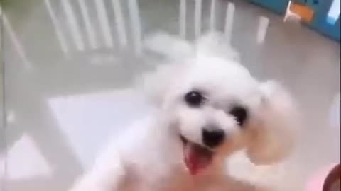 Perros Divertidos (Funny dogs)