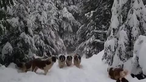 The dog training