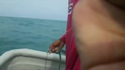 Adorable Pod Of Dolphins Frolic Next To Fishing Boat