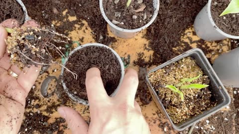 How to develop banana plants from seed: 5 minutes to a year's growth