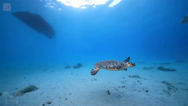 TURTLE PARADISE video 2 - a Nature Relaxation Underwater Ambient