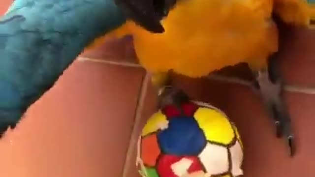 Parrot plying football