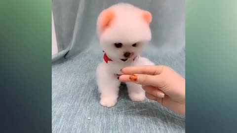 OMG!!! So cute pet