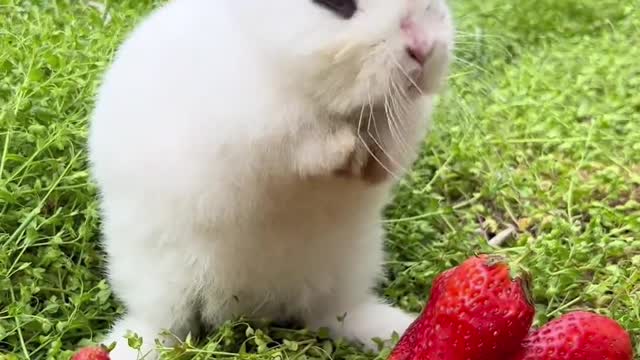 Lovely rabbit