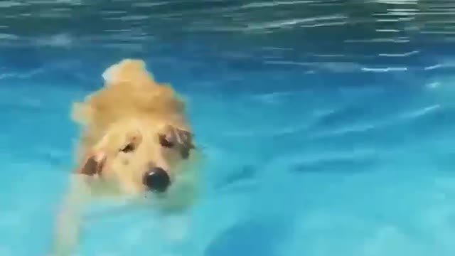 the dogs look so happy