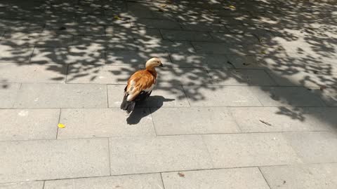 This duck has beautiful feathers