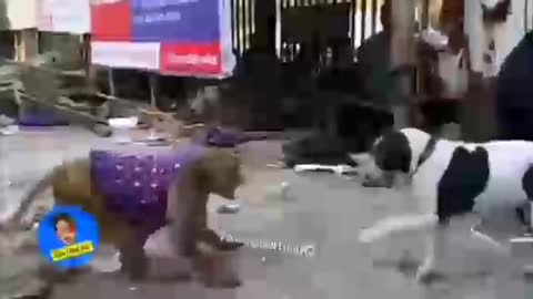 Monkey slapped The Dog Most Funny Scene Cute Dogs fighting with Monkey,