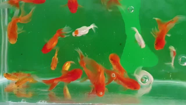 Beautiful ornamental fish. Cute fish