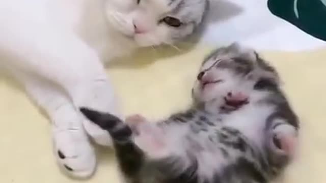 Mommy cat hugs baby kitten having a nightmare, cute cat