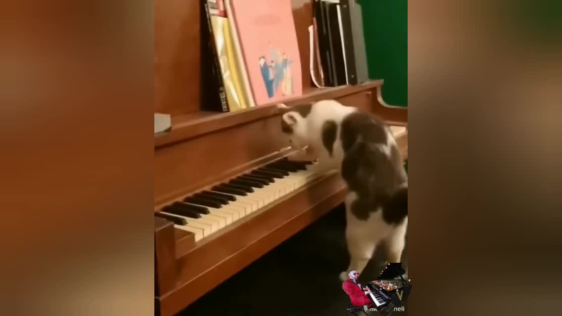 😱pianist cat❤️