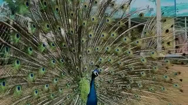 The Peacock's Show