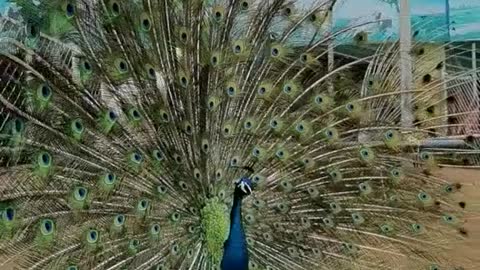 The Peacock's Show