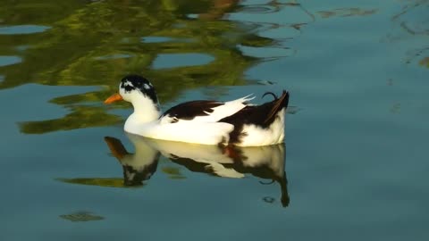 black and white duck on the lake