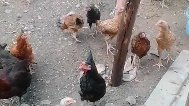 Hen