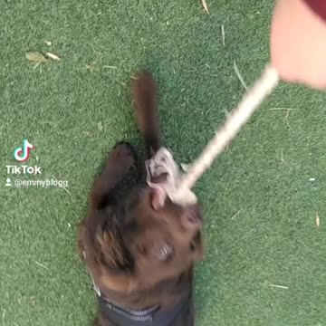 Emmy best friend dog