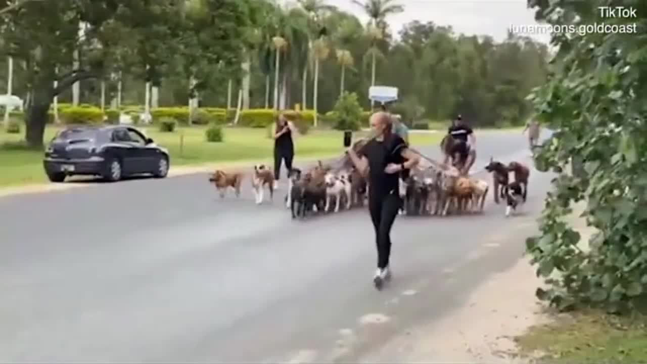 WALKING 55 DOGS | ATTEMPT TO BREAK WORLD RECORD