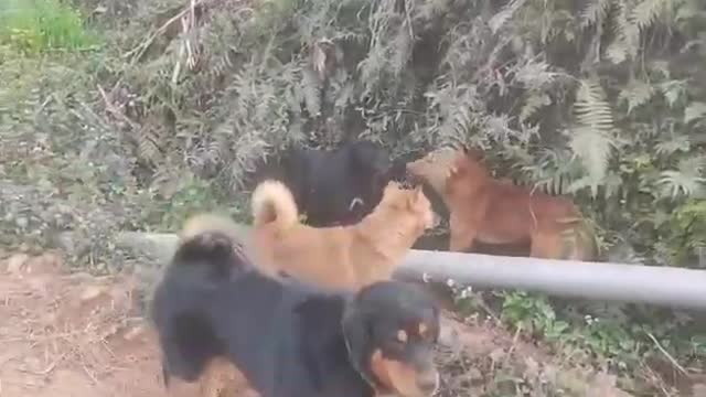 Scariest Dogs Fight Ever In South Asia , Need To Watch
