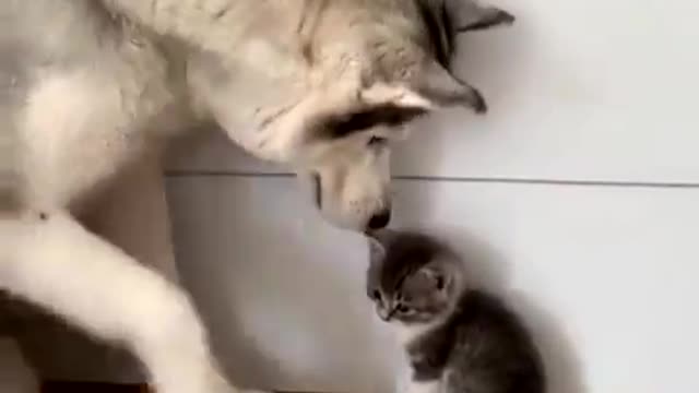Cute Friendship between Dog and Cat
