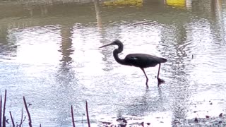 Little Heron