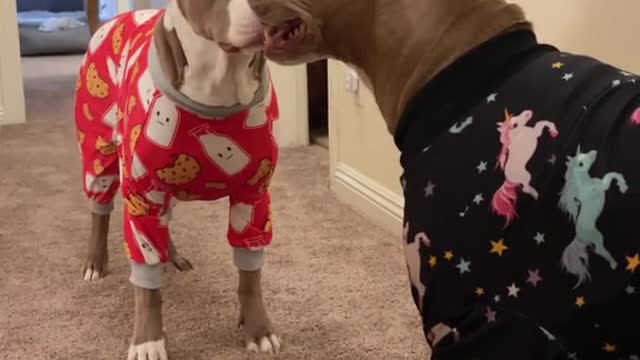 Two dogs frolicking about