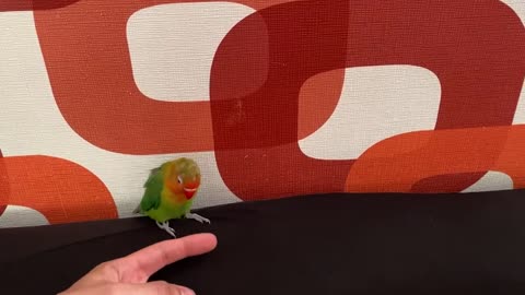 How to TRAIN Your little LoveBird parrot | Step by step
