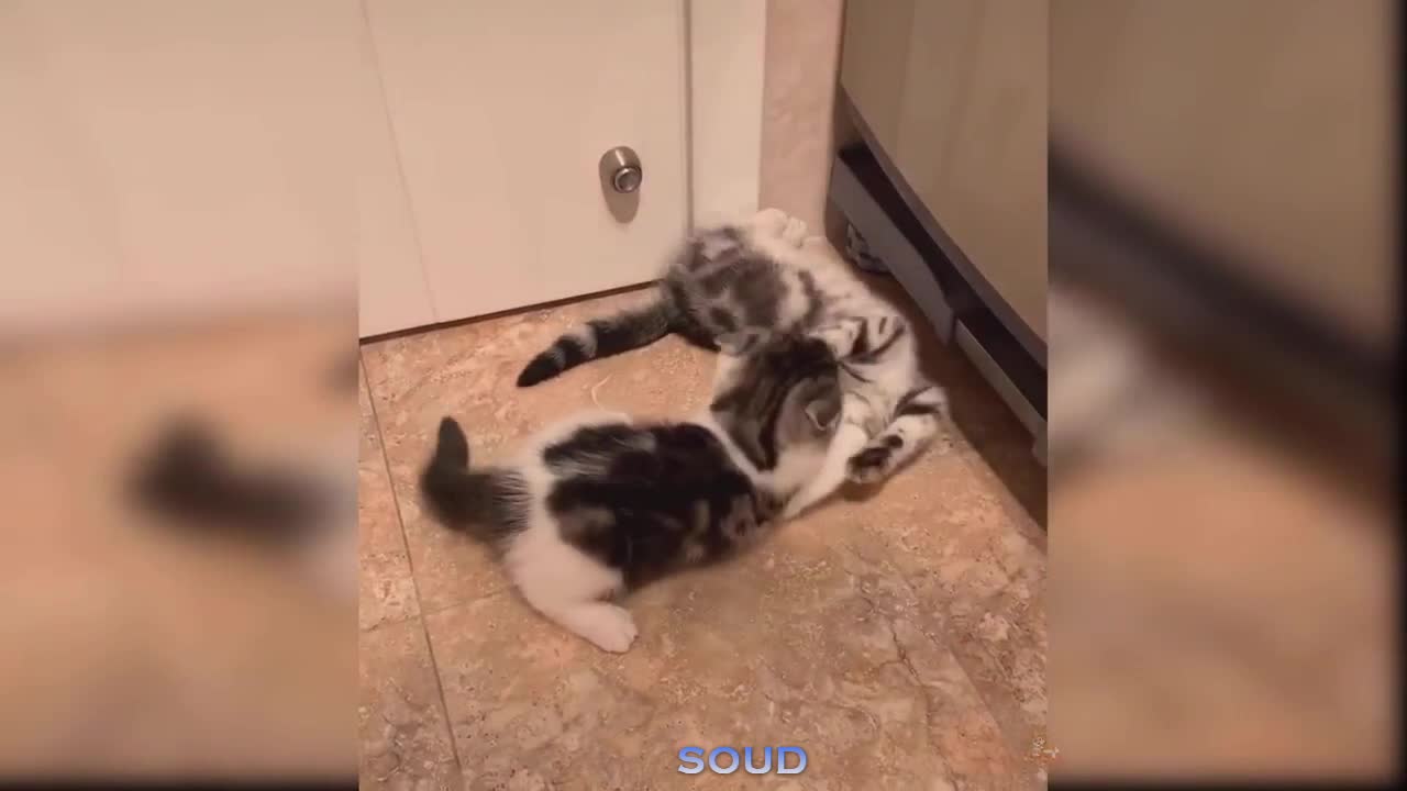 THAT CAT ALMOST DIED!
