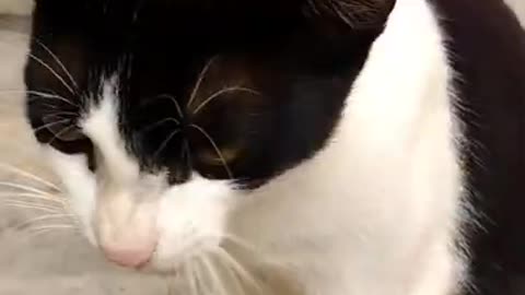 Two cat beautiful video player