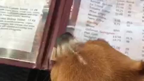 Pup doesn't learn, keeps getting hit menu