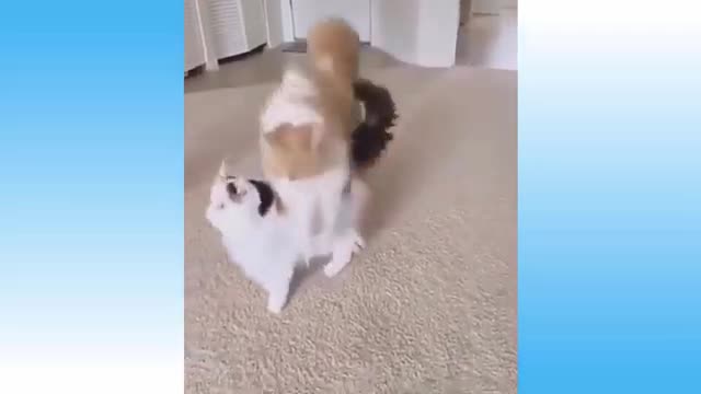 Weekly funny cats🐈 and dog🐕 video try not to laugh