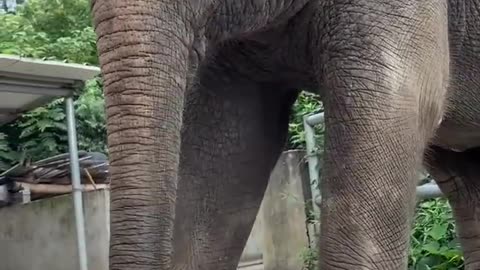 Elephant vs winter melon