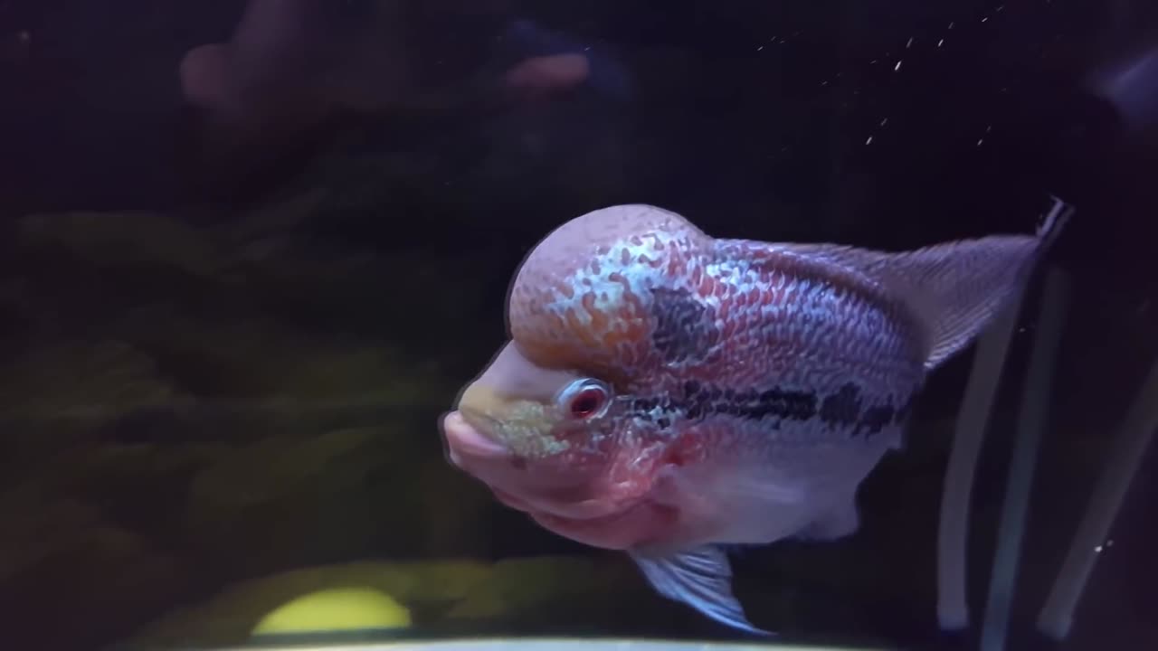 5 Months Update - Flowerhorn Foods