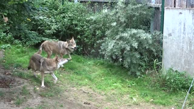 Wolves tearing their dinner, 2 winners and 2 losers.