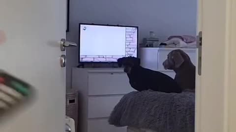 DOG ALSO WANT TO WATCH TV