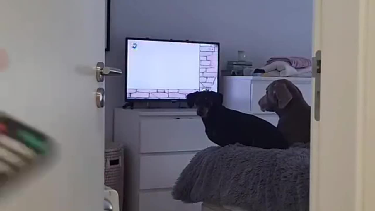 DOG ALSO WANT TO WATCH TV