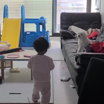 Baby Peeking for Puppies