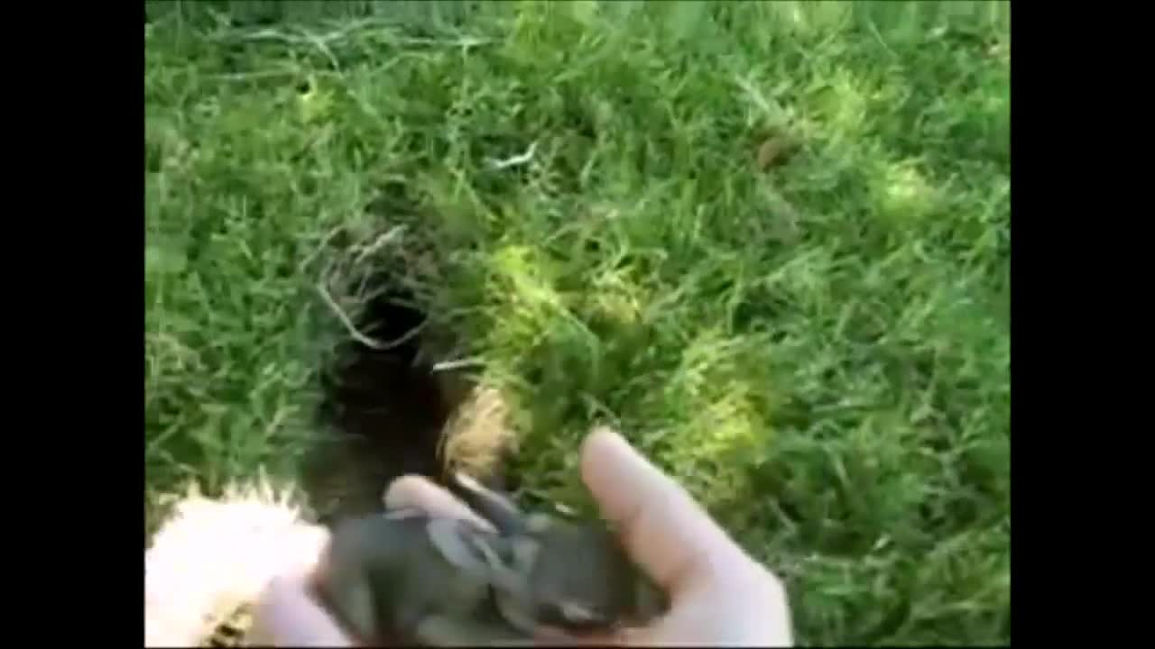 Baby bunnies in their cutest and happiest moments