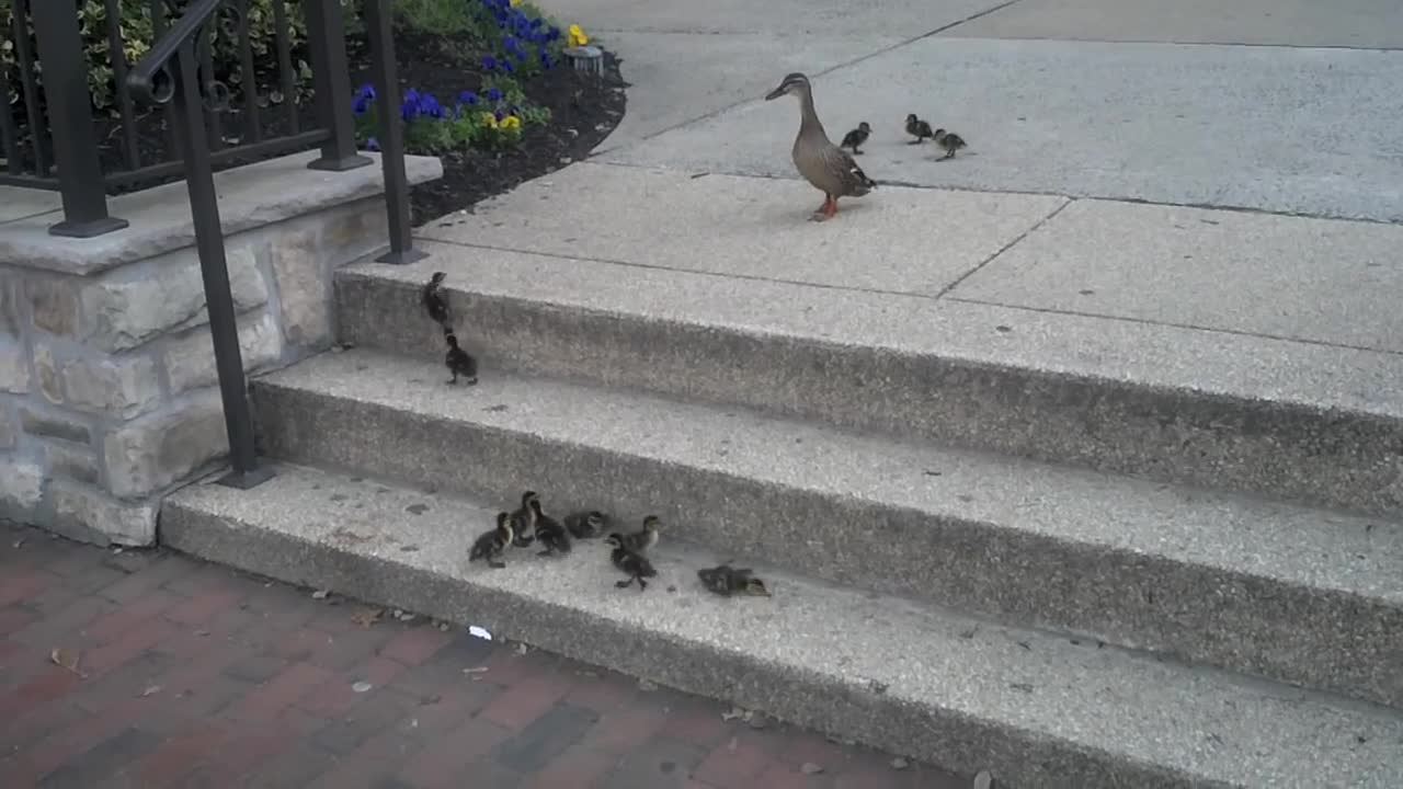 Ducklings vs. Stairs