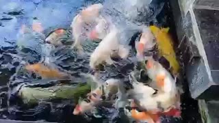 Koi fish pond (31)