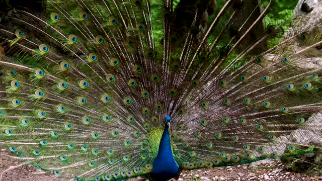 Peacock #bird