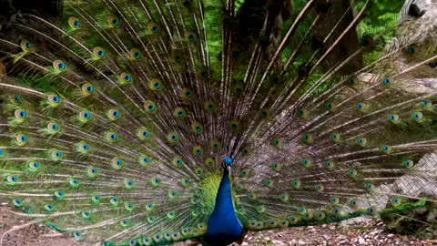 Peacock #bird