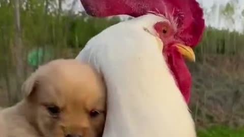 Puppies and rooster