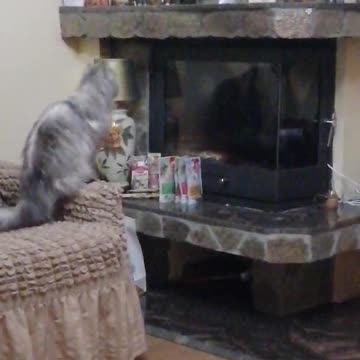 Chubby Cat Tries To Steal Treats, Ends Up Creating A Gigantic Mess